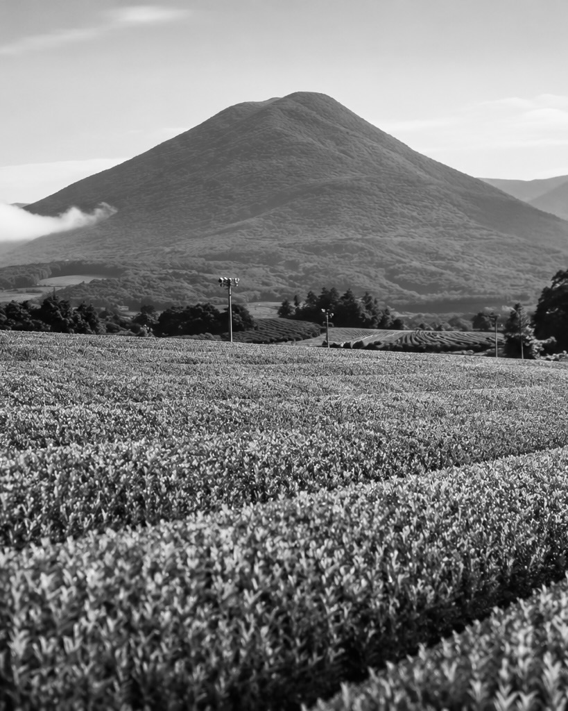 Chiran tea fields