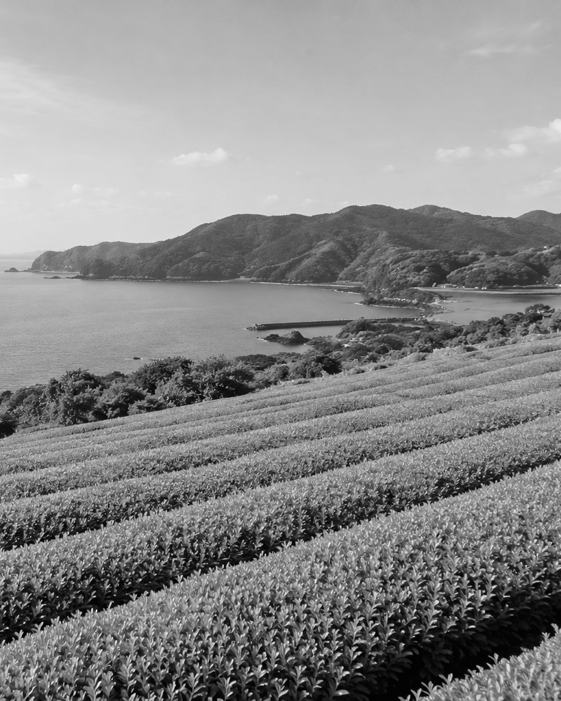 Osumi coastal tea fields